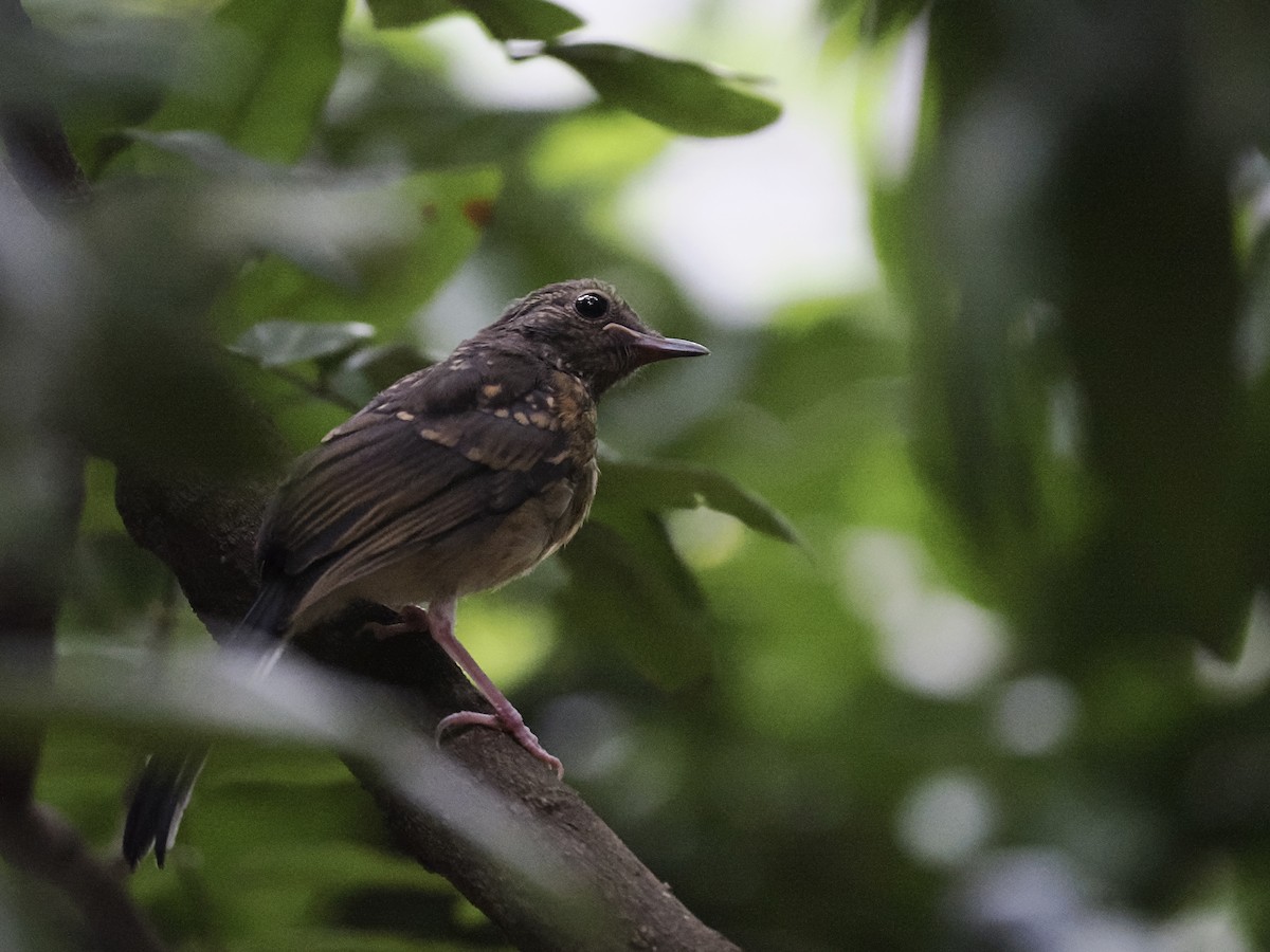 White-rumped Shama - Tom Chen