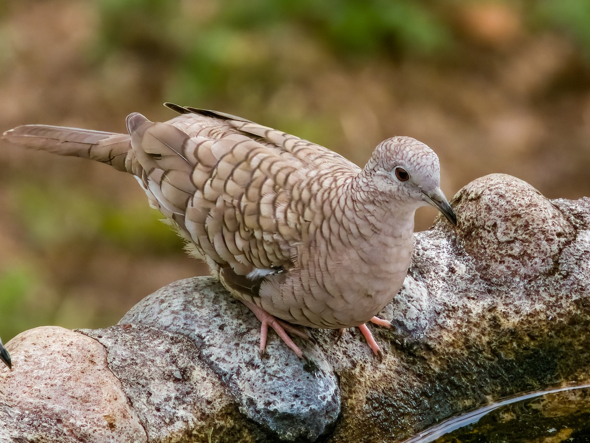 Inca Dove - ML619606932