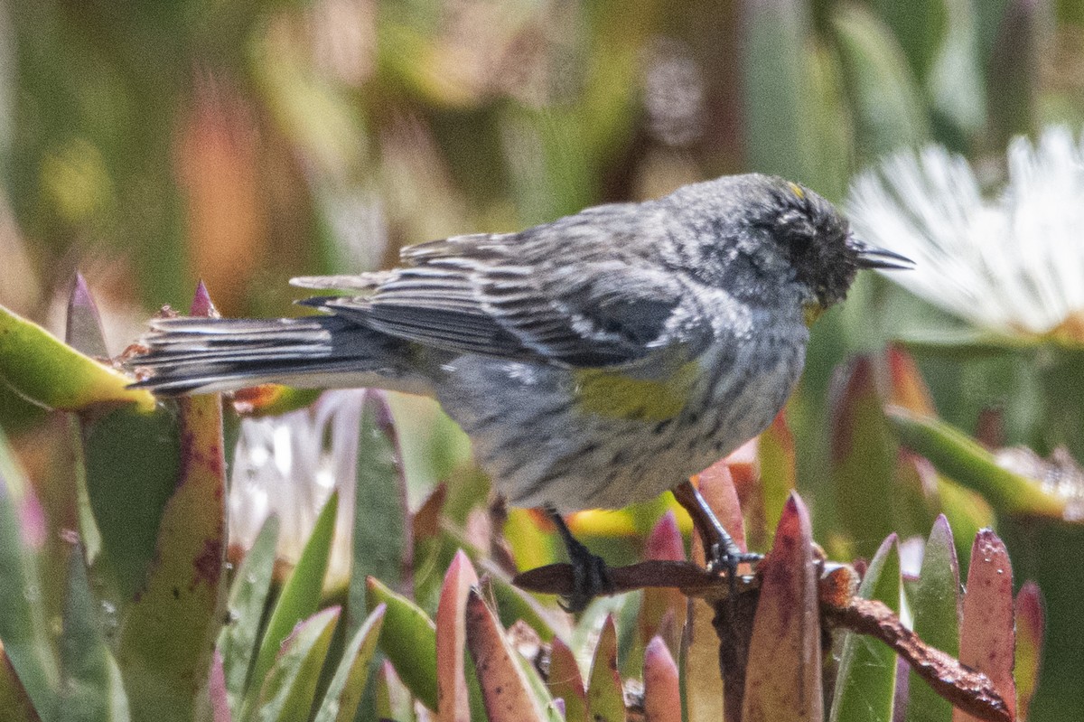 Yellow-rumped Warbler - ML619606933