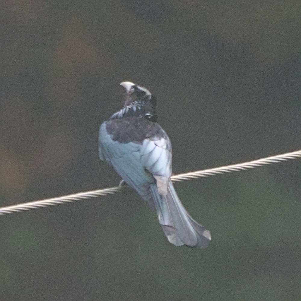 Hair-crested Drongo - ML619606936