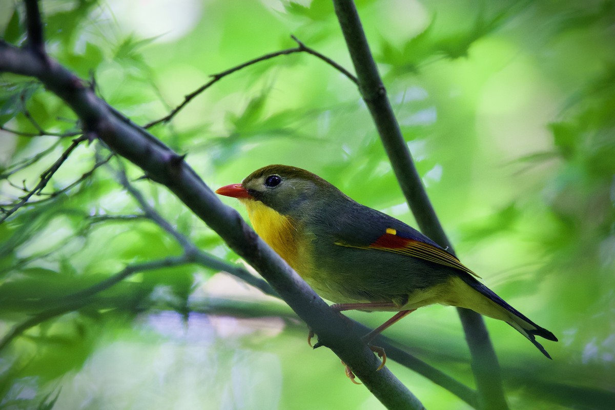 Red-billed Leiothrix - ML619606942