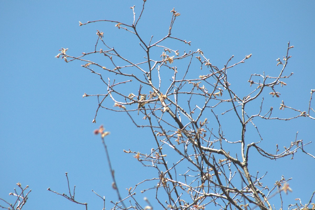 Dusky Flycatcher - Kyle d'Entremont