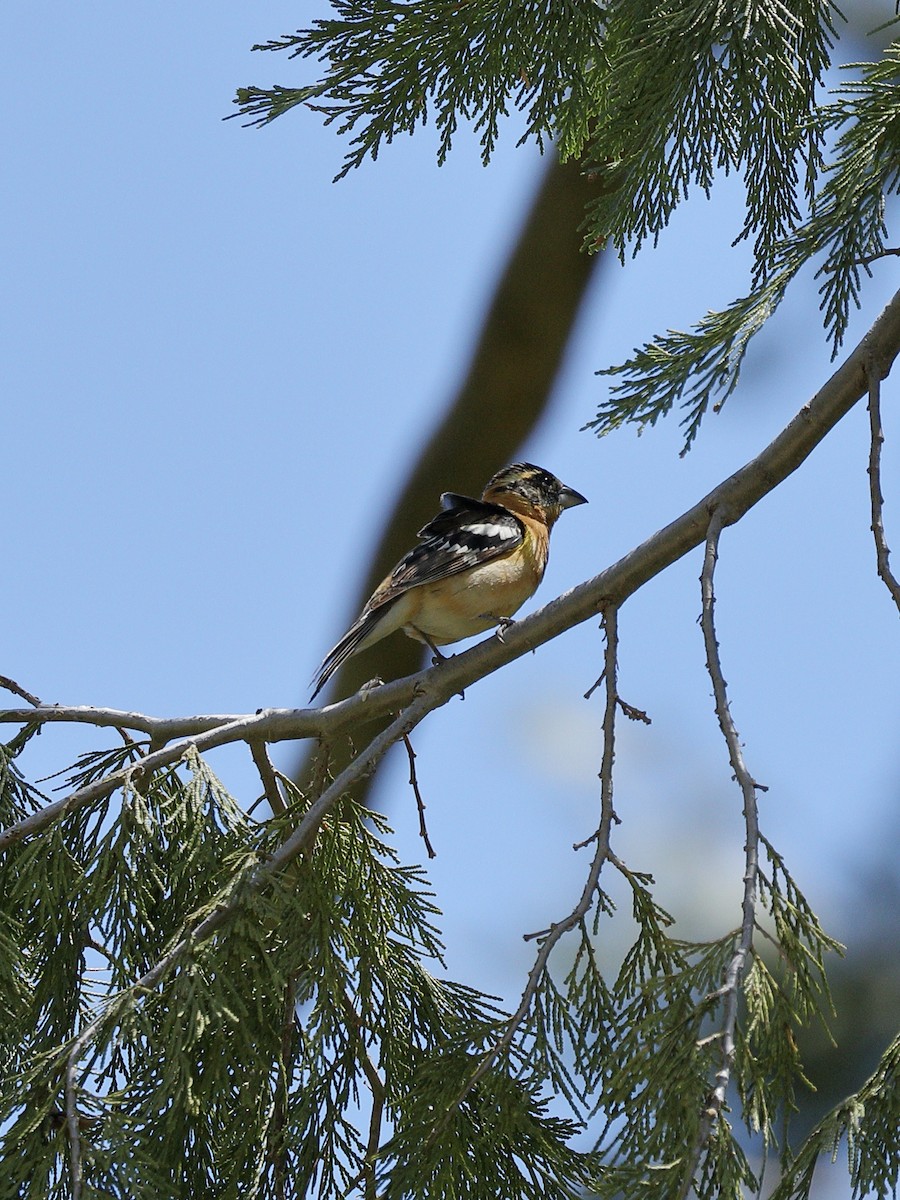 Black-headed Grosbeak - Hampus Sandberg