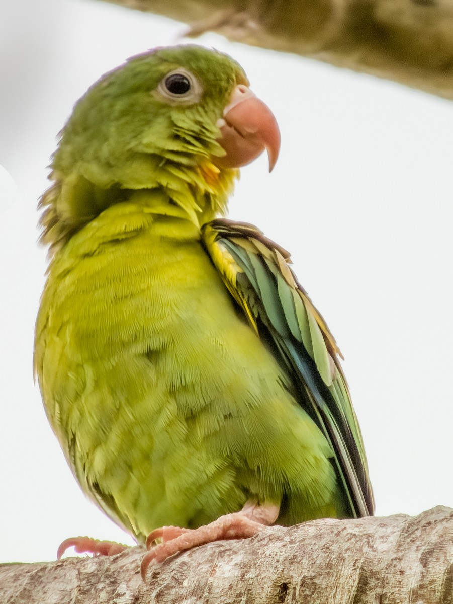 Orange-chinned Parakeet - Imogen Warren