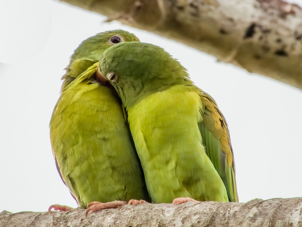 Orange-chinned Parakeet - Imogen Warren