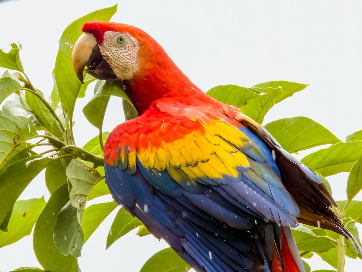 Scarlet Macaw - Imogen Warren