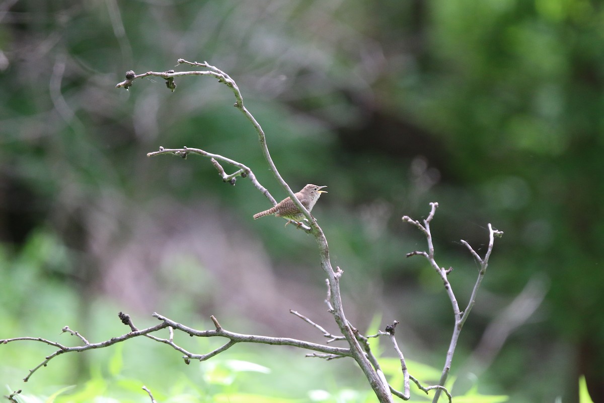 House Wren - ML619606962