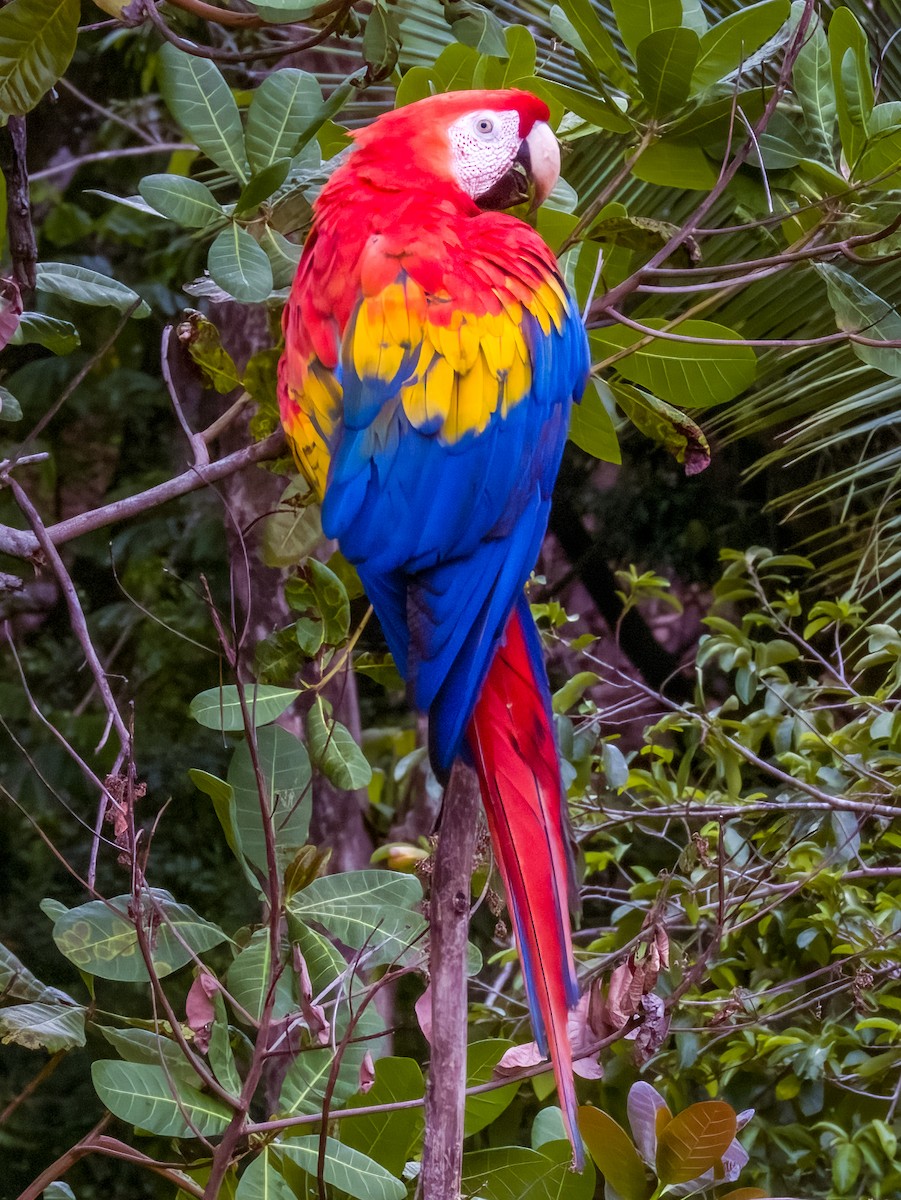 Scarlet Macaw - Imogen Warren