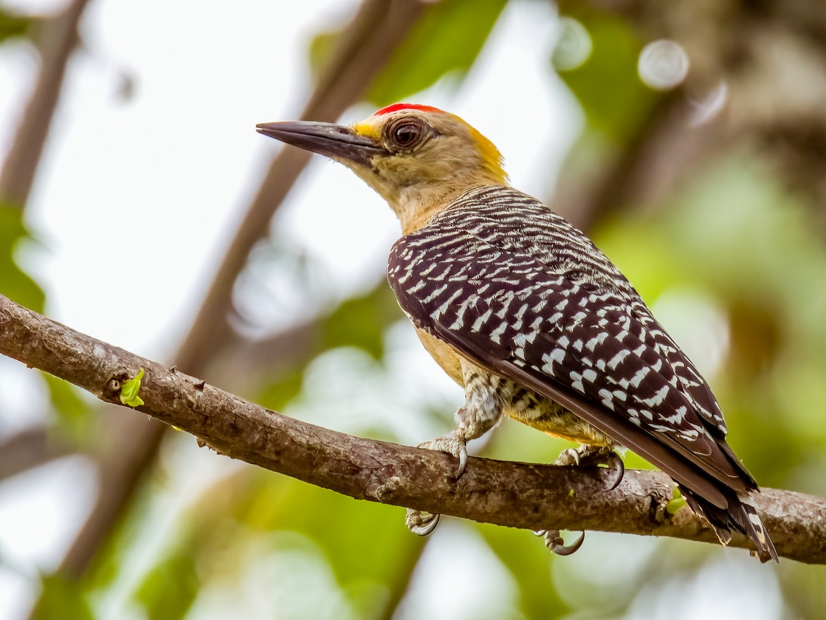 Hoffmann's Woodpecker - Imogen Warren