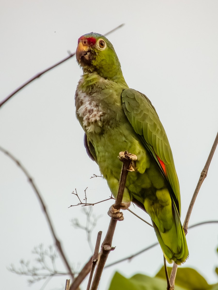 Red-lored Parrot - Imogen Warren