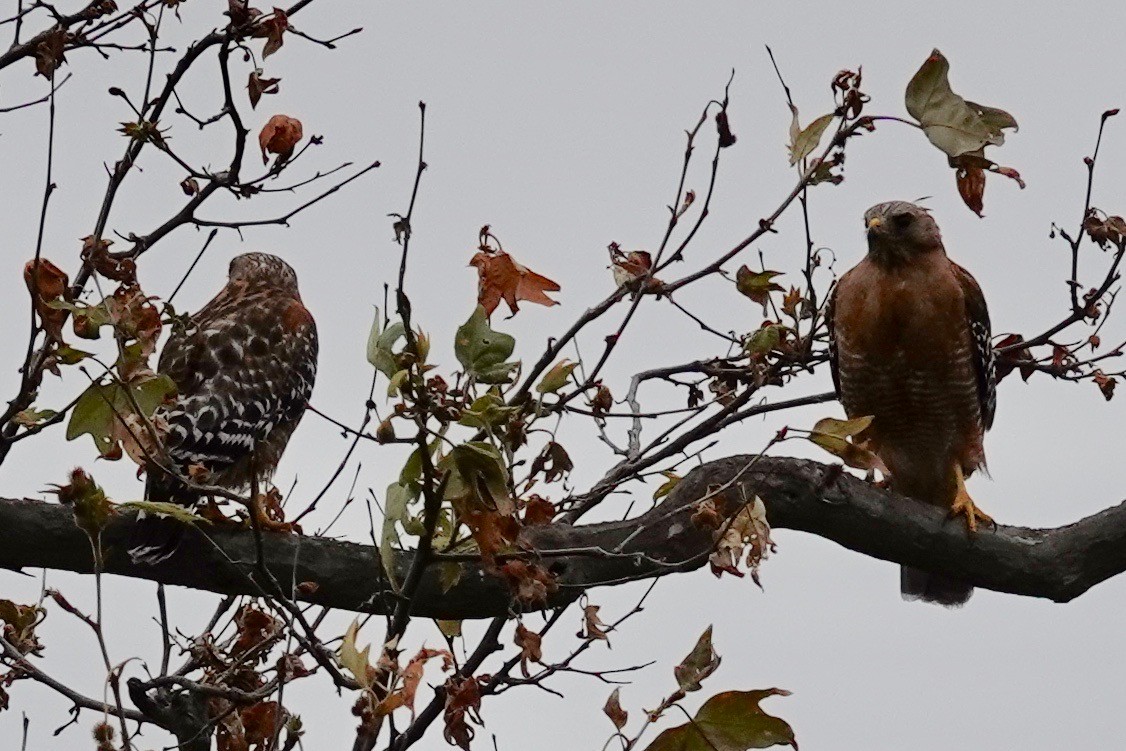 Red-shouldered Hawk - vijay t