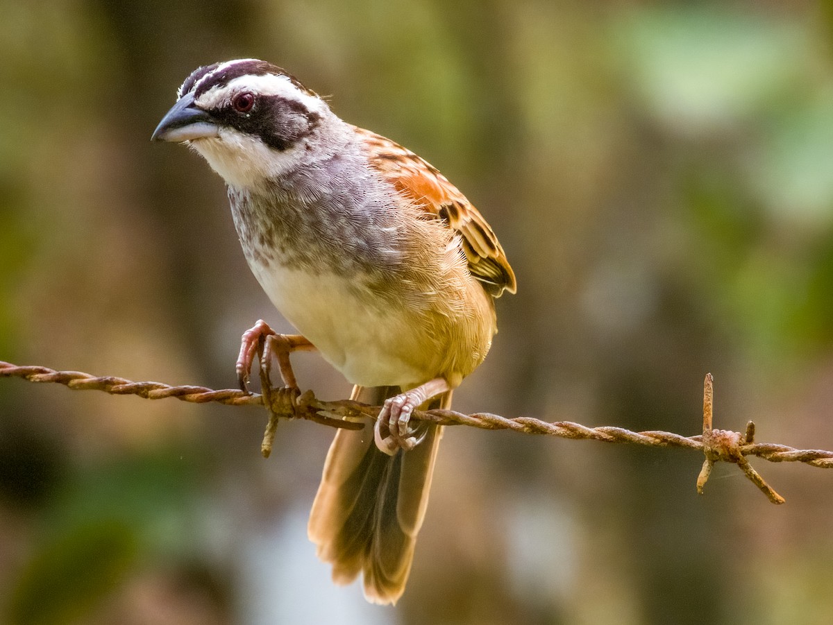 Stripe-headed Sparrow - Imogen Warren