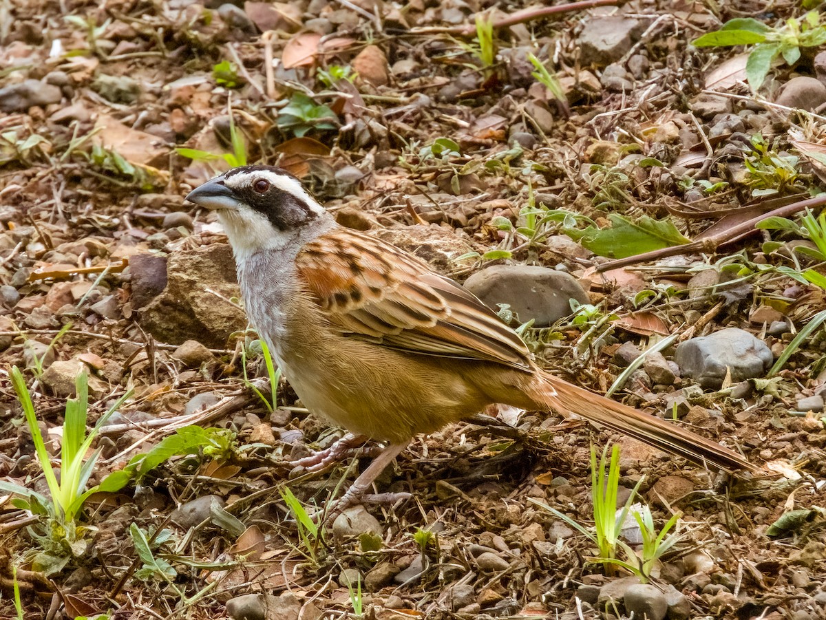 Stripe-headed Sparrow - Imogen Warren