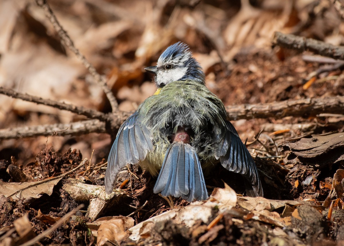 Eurasian Blue Tit - Filipe Leitão