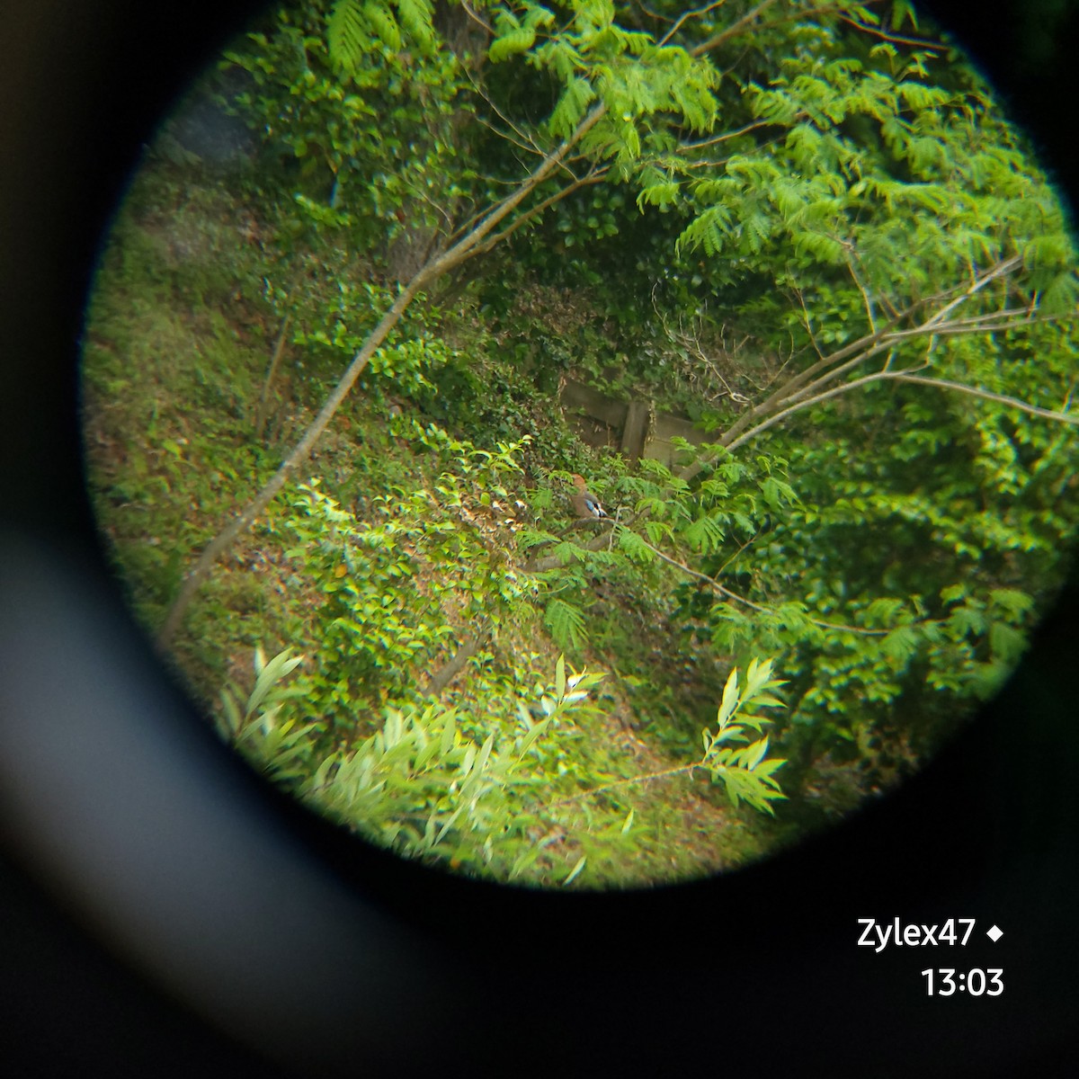 Eurasian Jay (Brandt's) - ML619606987