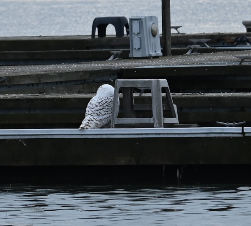 Snowy Owl - Nicolle and H-Boon Lee