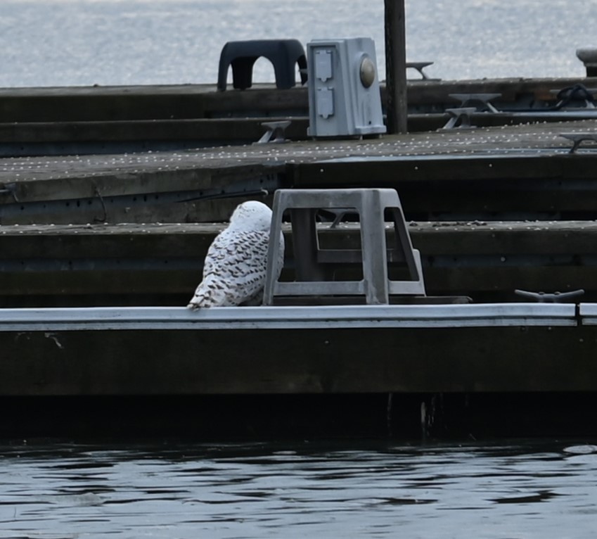 Snowy Owl - ML619606991