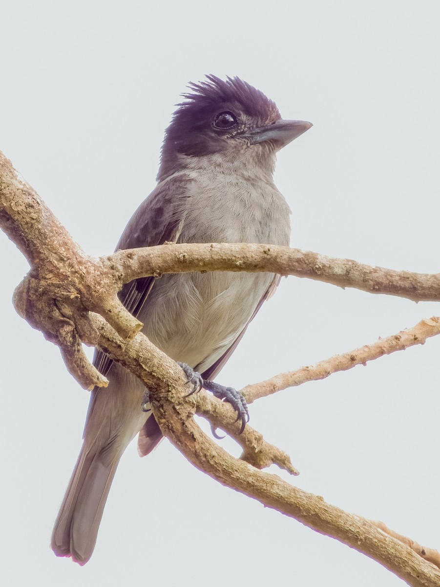 Rose-throated Becard - Imogen Warren