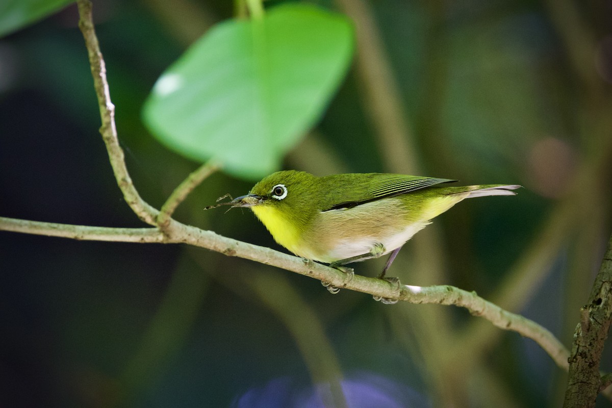 Warbling White-eye - Yasuhiro Indo