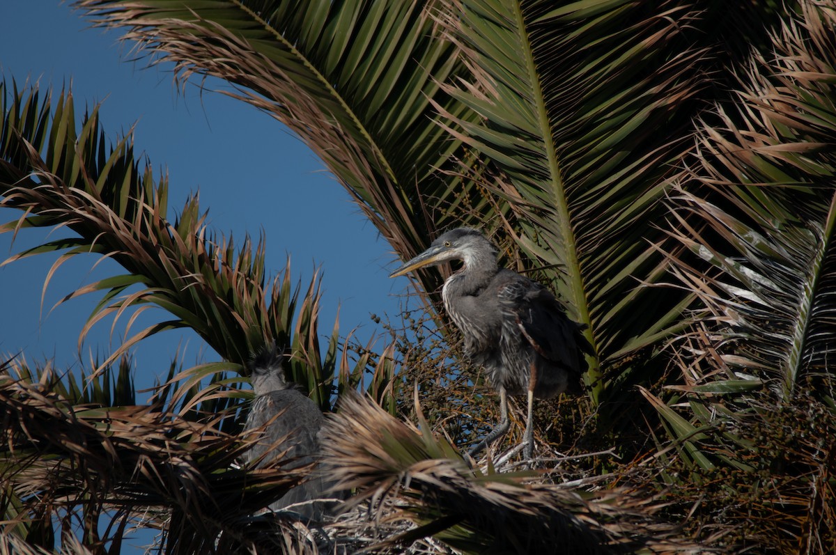 Great Blue Heron - Nikki Piedad