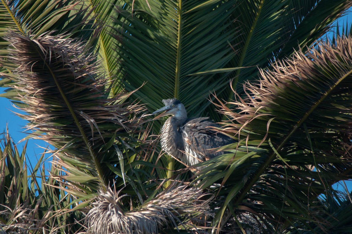 Great Blue Heron - Nikki Piedad