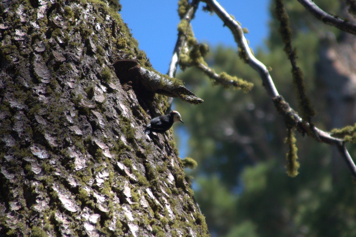 White-headed Woodpecker - Kyle d'Entremont