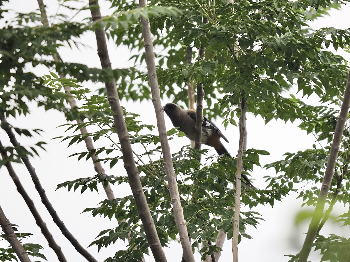 Gray Treepie - Tom Chen