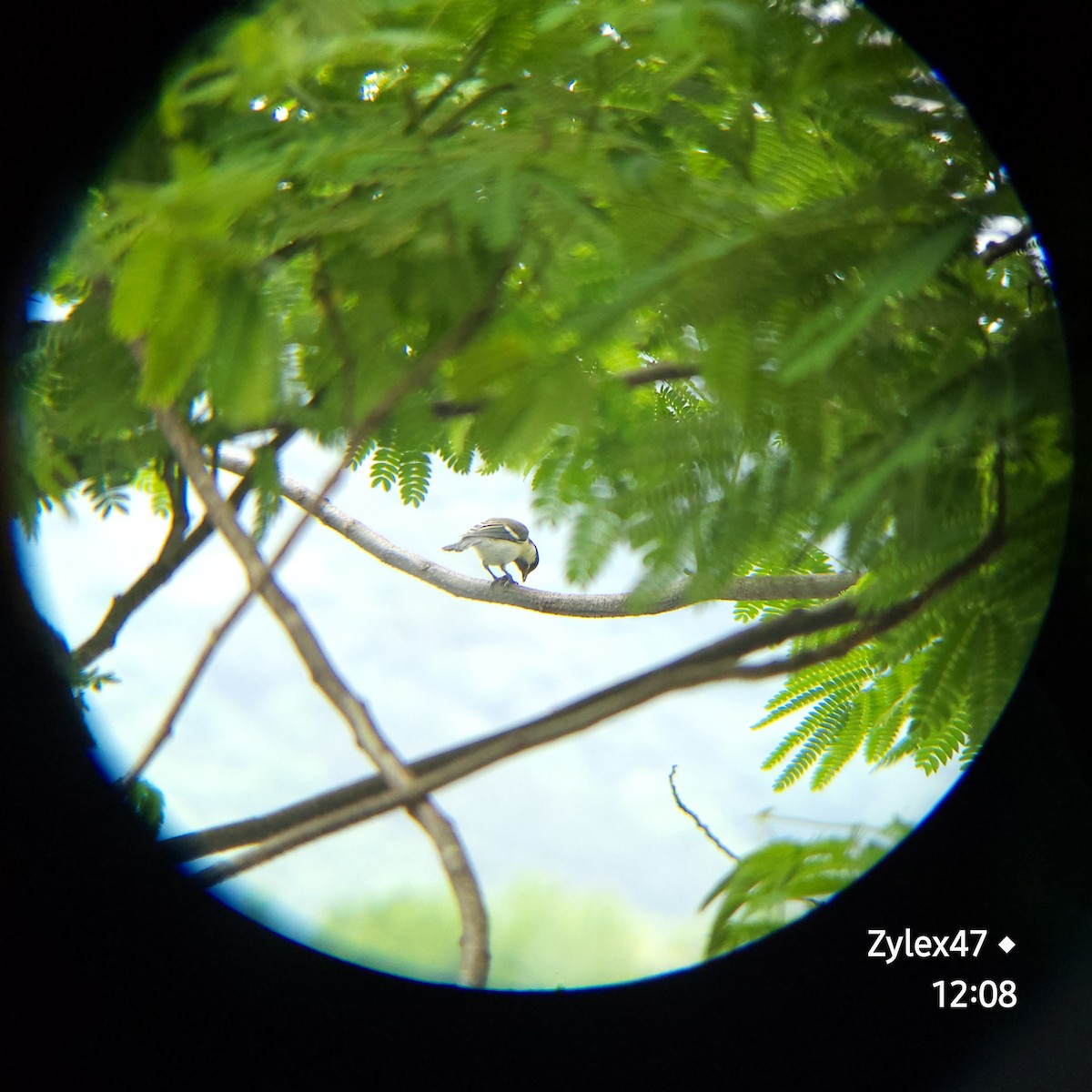 Japanese Tit - Dusky Thrush