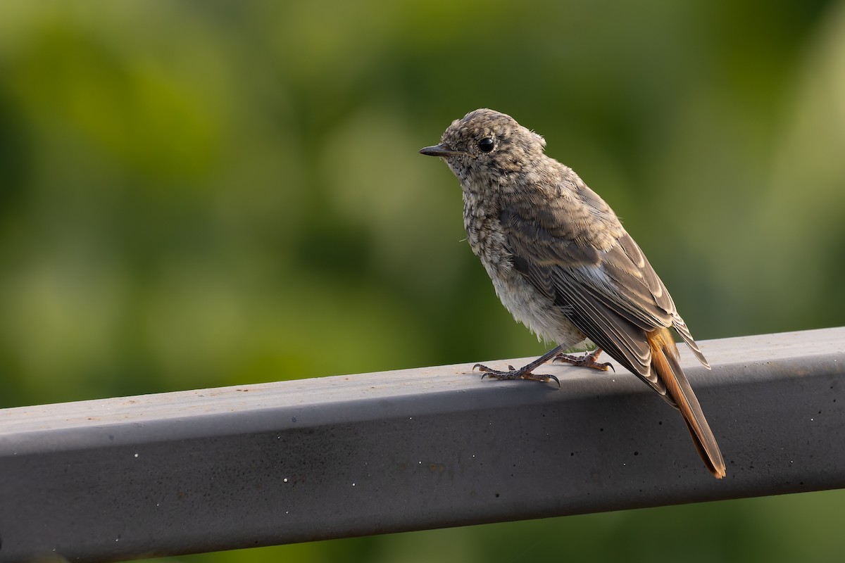 Common Redstart - Bart Hoekstra