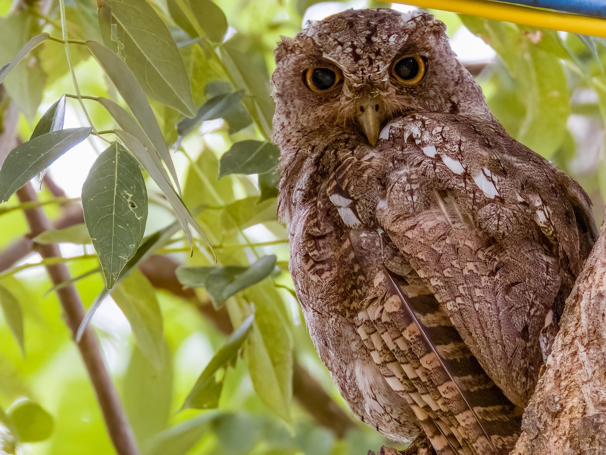 Pacific Screech-Owl - ML619607021