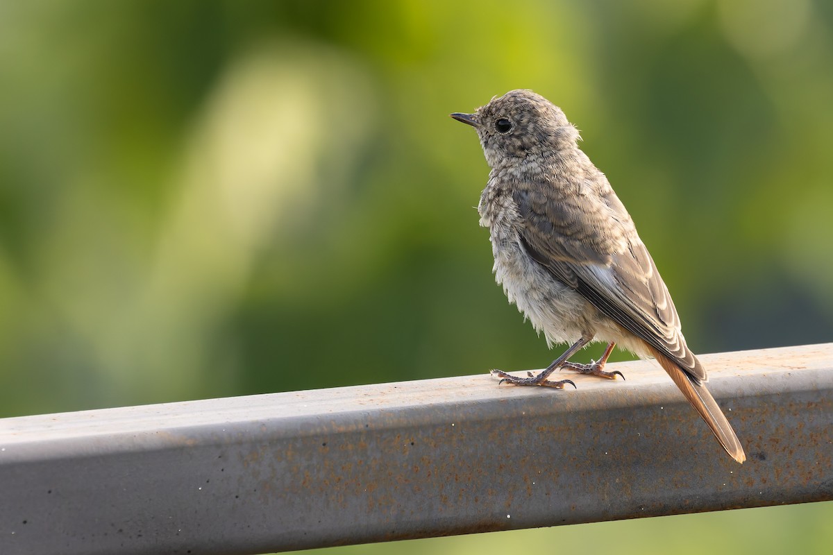 Common Redstart - Bart Hoekstra