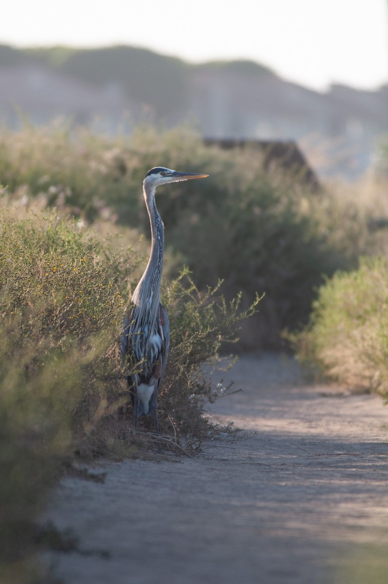 Great Blue Heron - Nikki Piedad