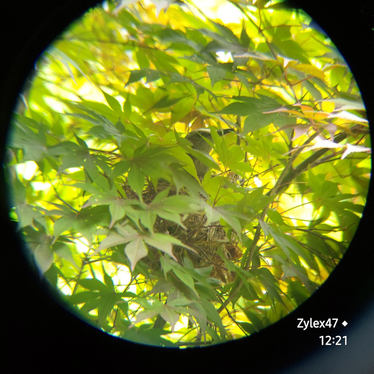 Brown-eared Bulbul - Dusky Thrush