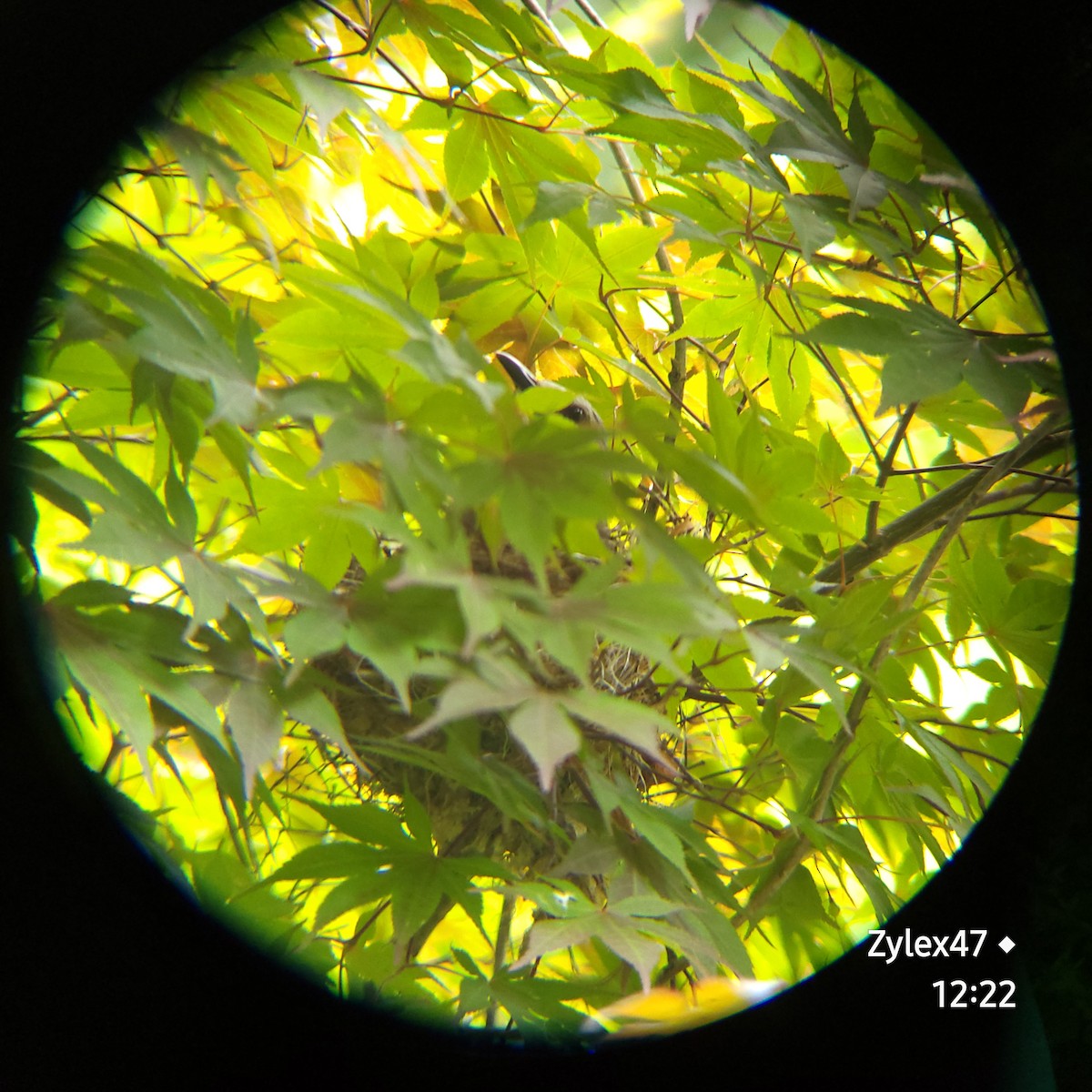 Brown-eared Bulbul - Dusky Thrush