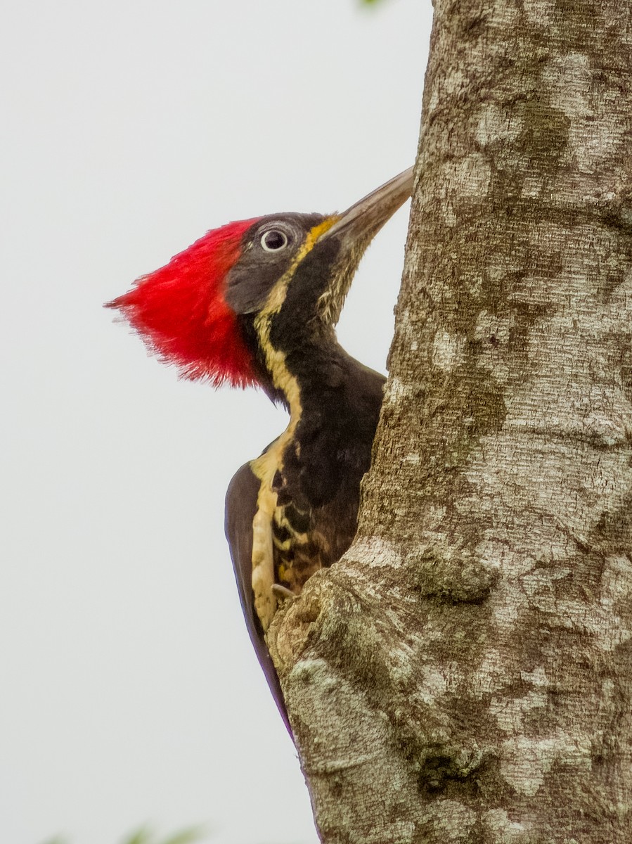 Lineated Woodpecker - Imogen Warren