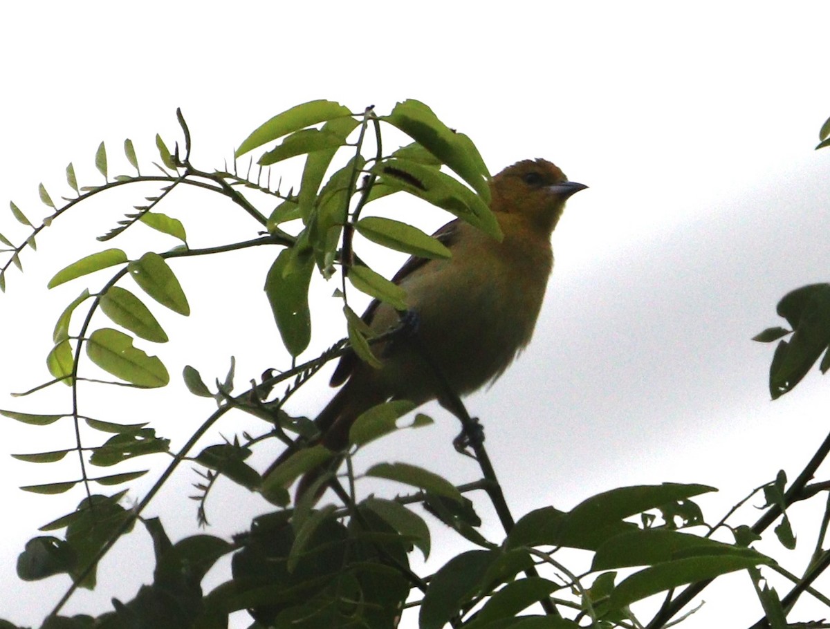 Orchard Oriole - MA 2