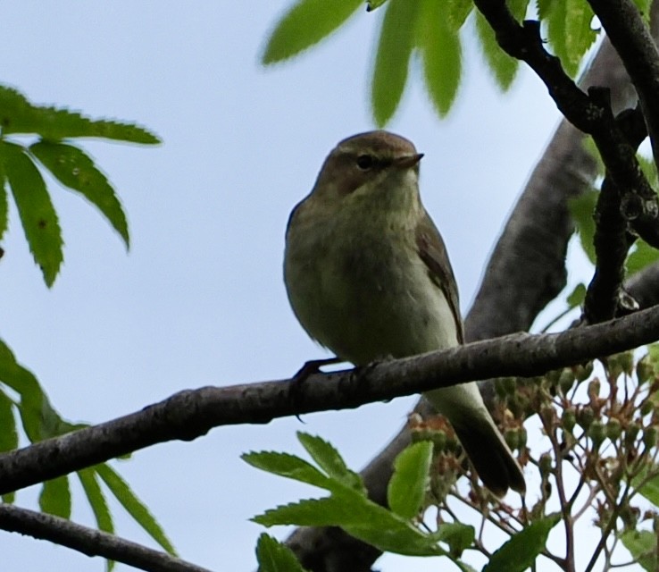 Common Chiffchaff - Cheryl Cooper