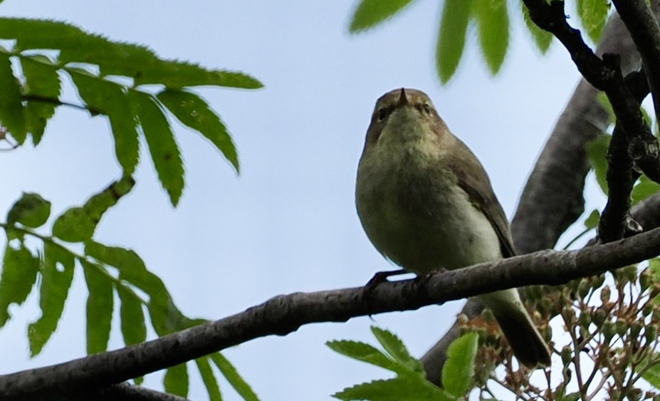 Common Chiffchaff - Cheryl Cooper