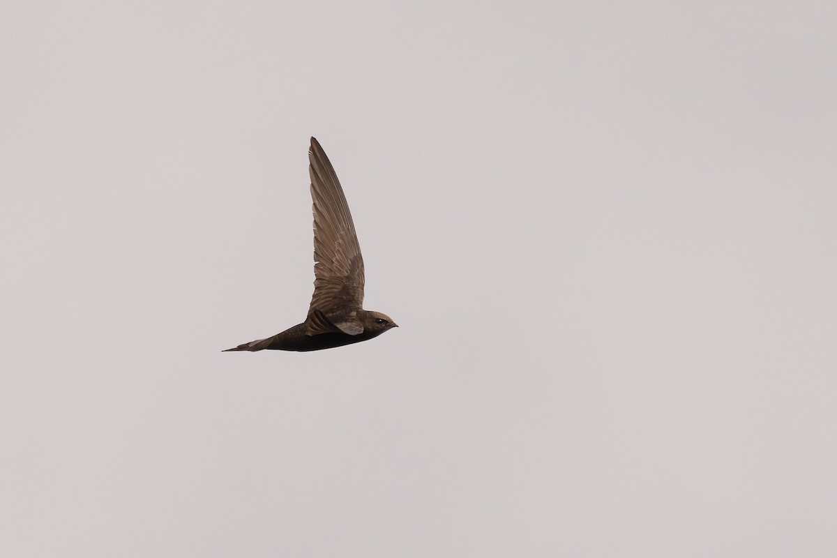 Common Swift - Bart Hoekstra