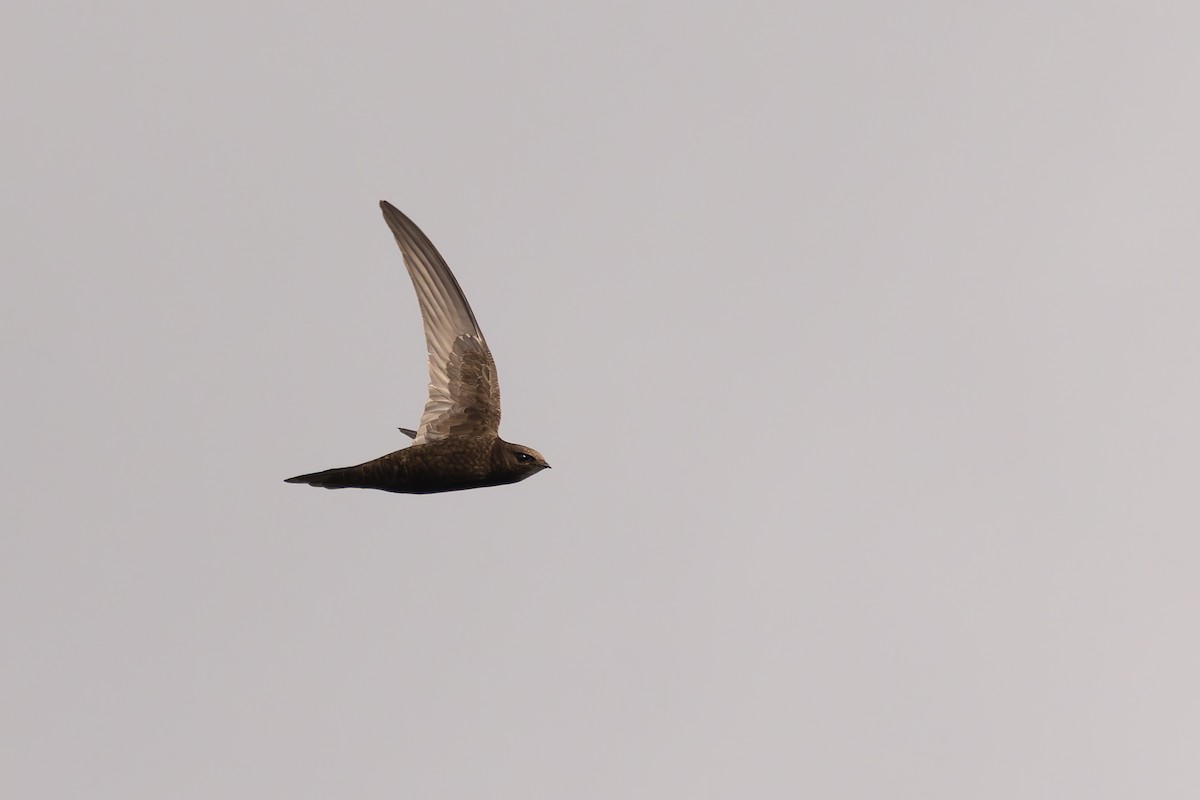 Common Swift - Bart Hoekstra