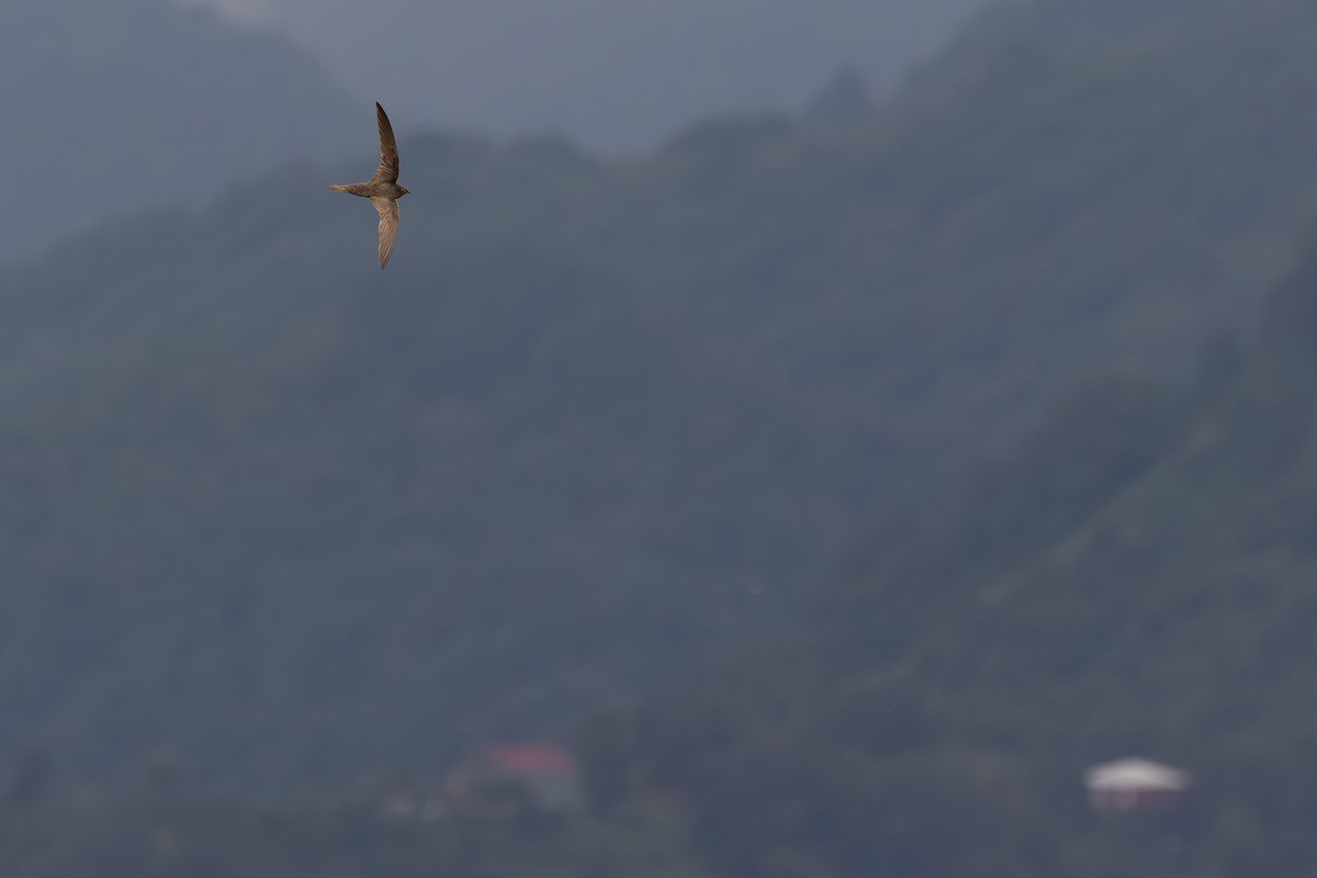 Common Swift - Bart Hoekstra