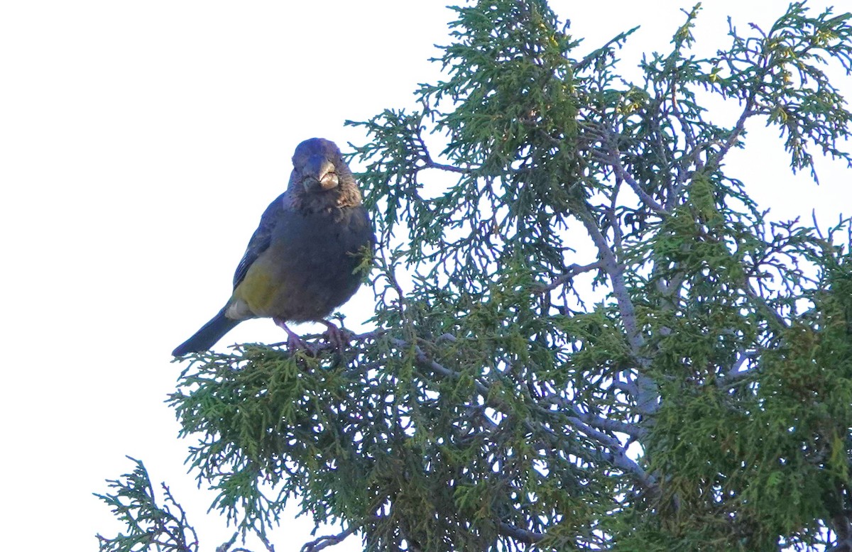 White-winged Grosbeak - Martin Pitt