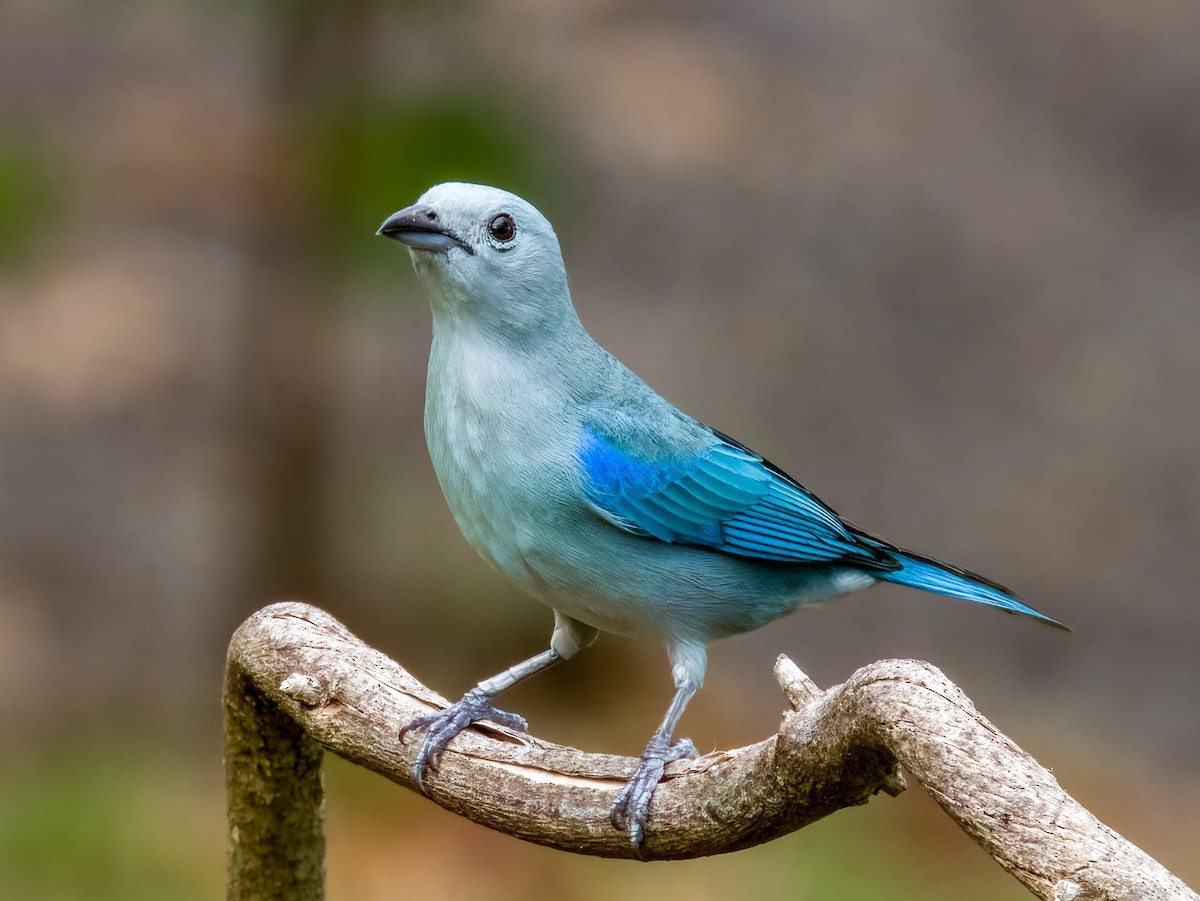 Blue-gray Tanager - Imogen Warren