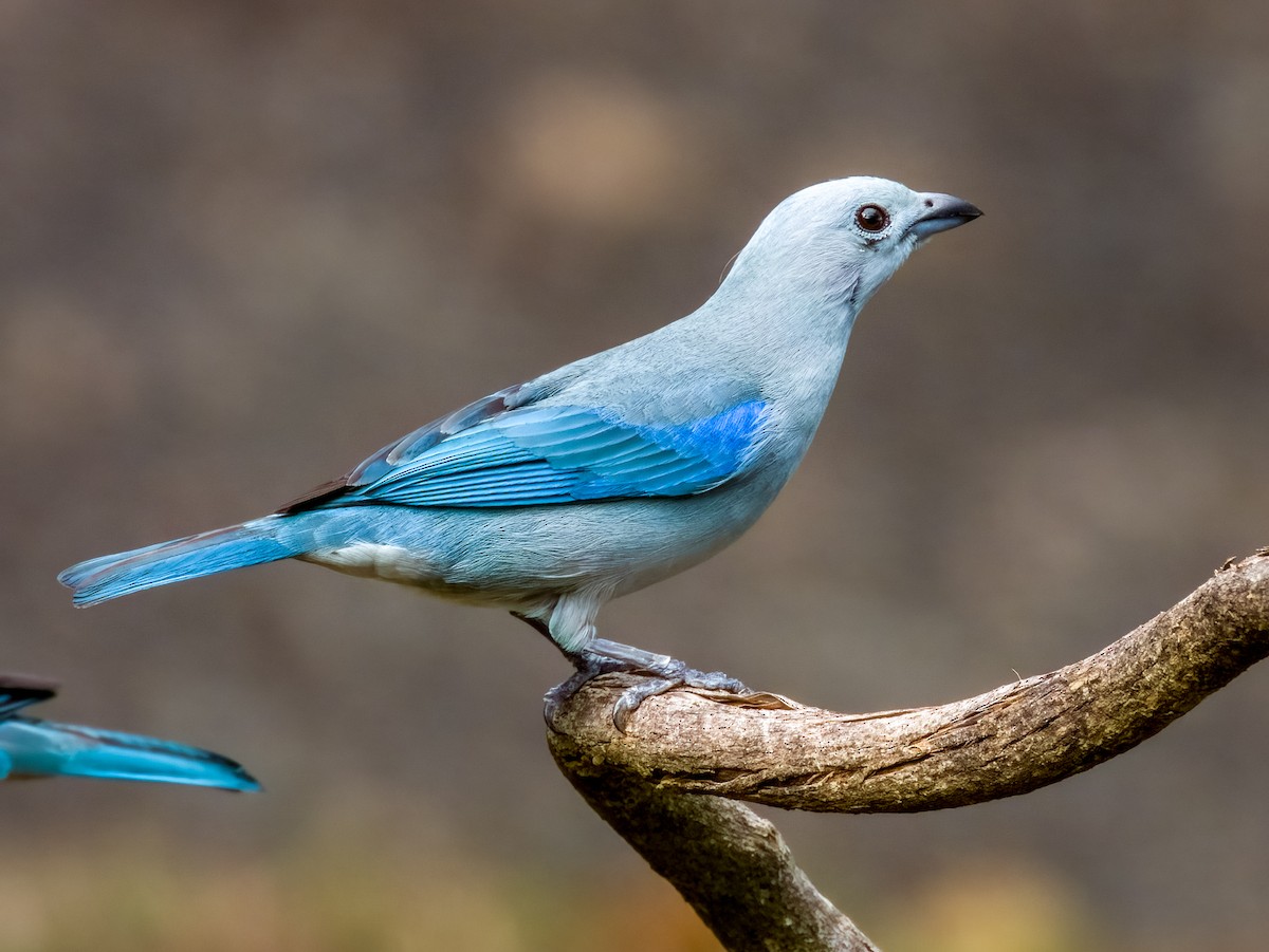 Blue-gray Tanager - Imogen Warren