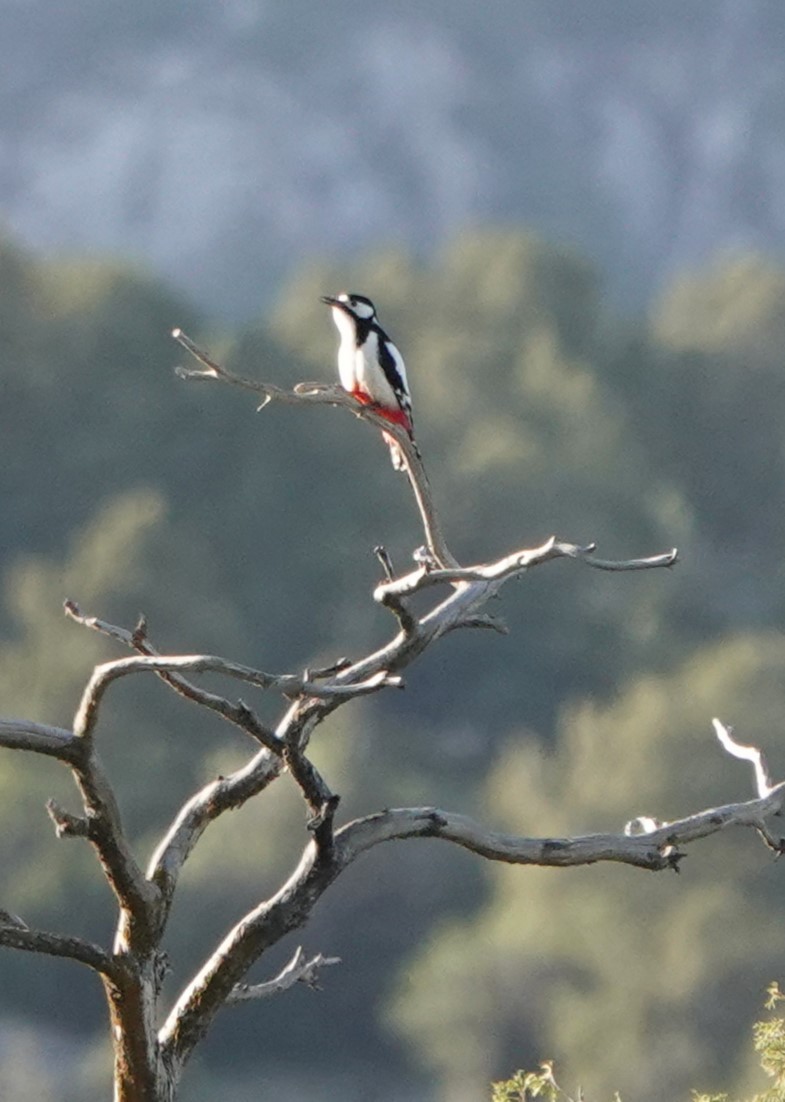 White-winged Woodpecker - Martin Pitt