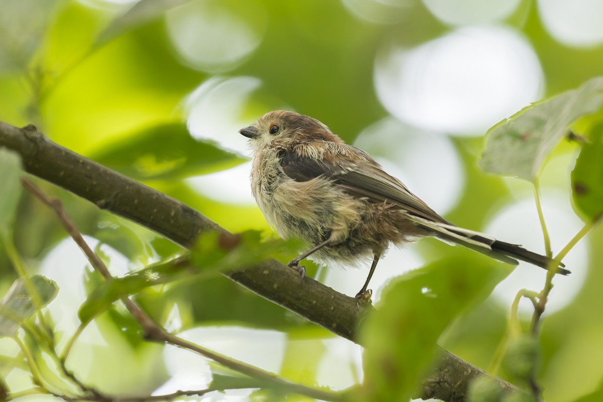 Long-tailed Tit - Bart Hoekstra