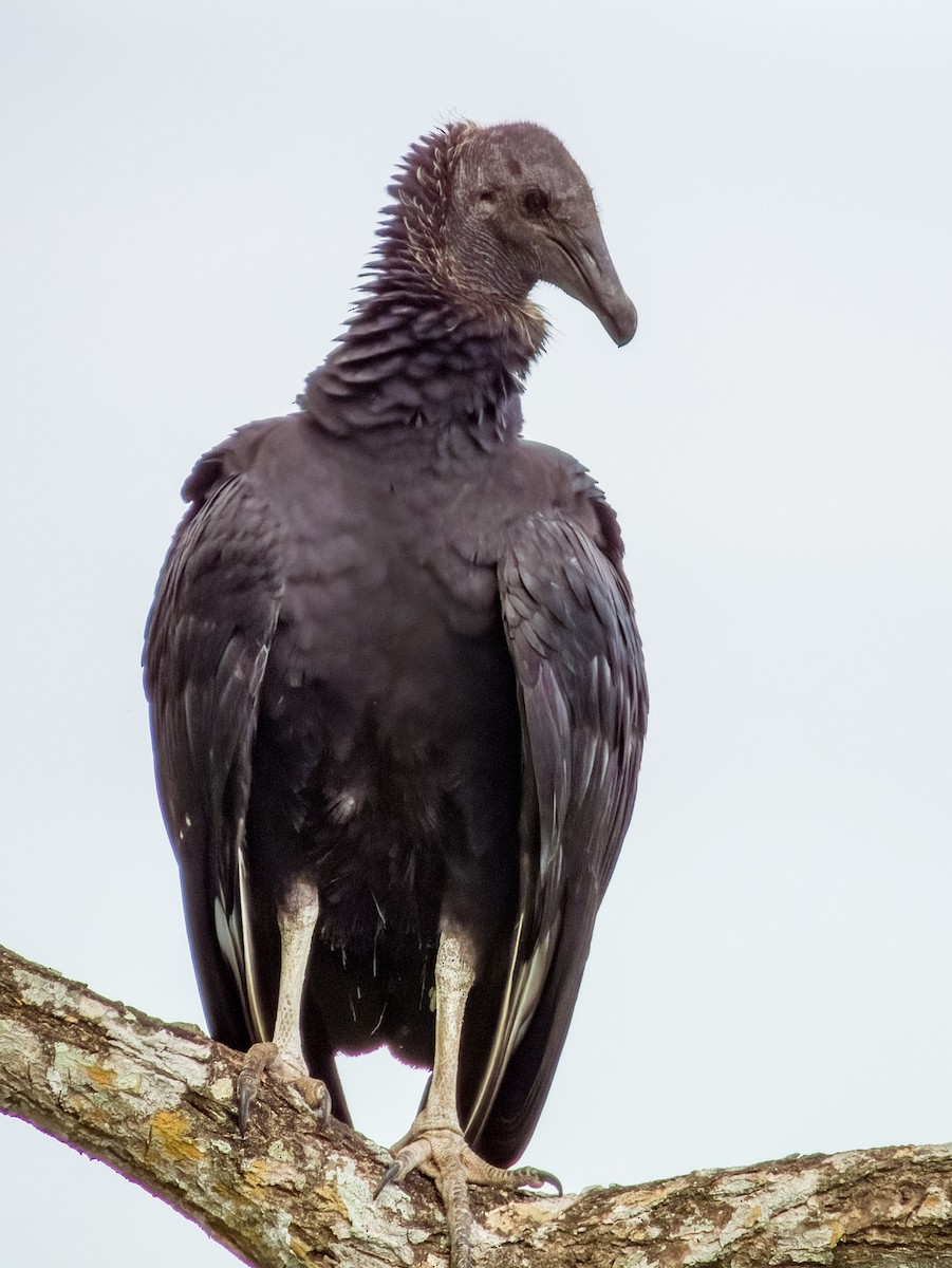 Black Vulture - Imogen Warren