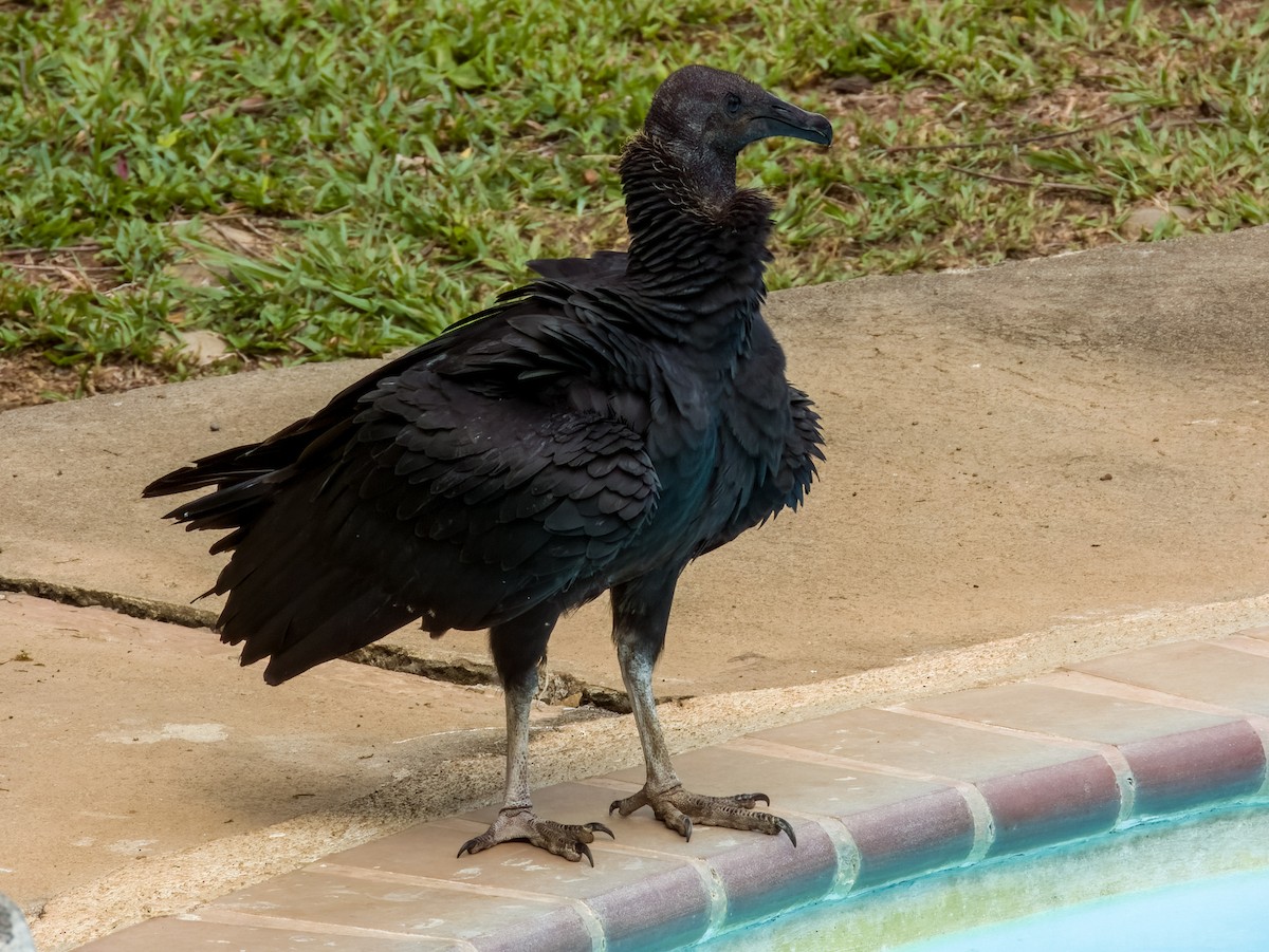 Black Vulture - ML619607081