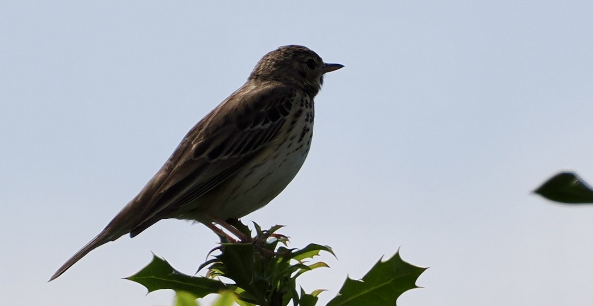 Meadow Pipit - Cheryl Cooper