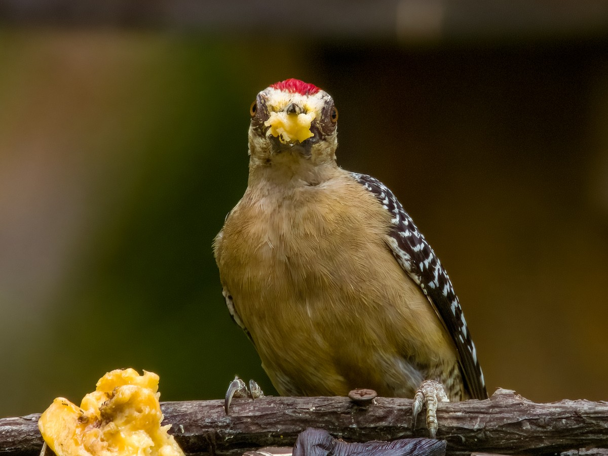 Hoffmann's Woodpecker - Imogen Warren